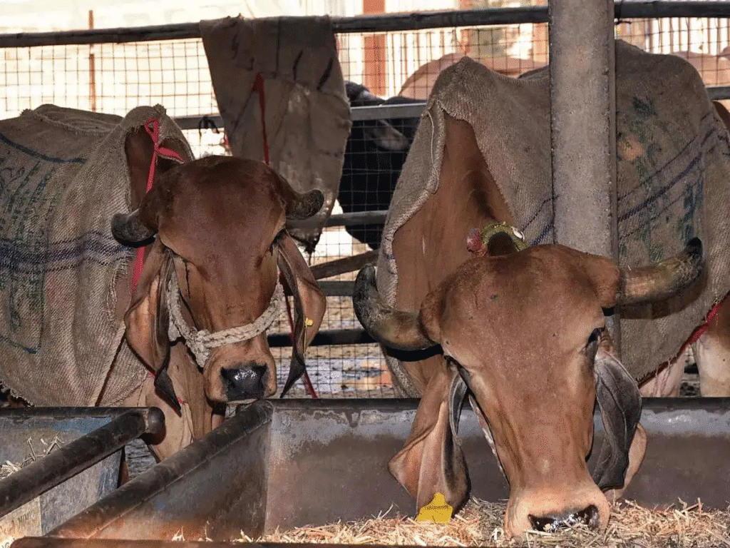 kamalpur gaushala UP